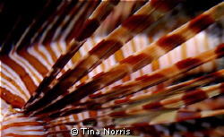 Lion Fish by Tina Norris 